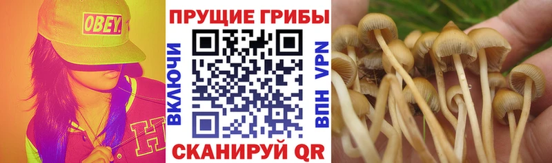 Псилоцибиновые грибы ЛСД  Сасово 